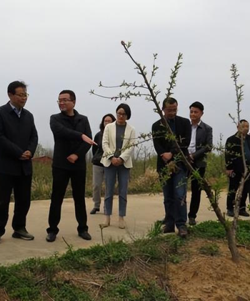 季节选茶指南，江西桃农科技解析茶叶挑选秘诀