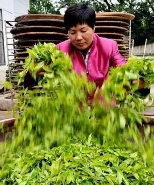 茶与年龄：不同年龄段适合的茶叶推荐