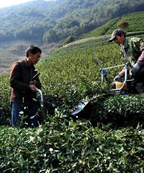 茶叶种植入门指南，开启茶园之旅的秘诀