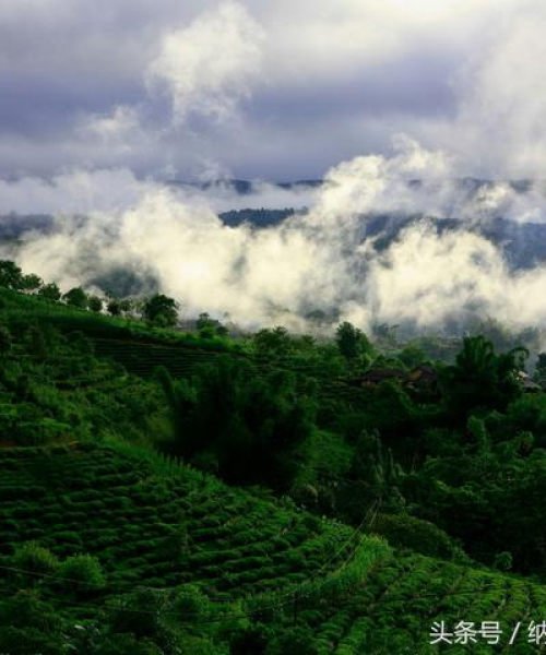 茶叶种植气候解析，如何为茶树营造最佳生长环境