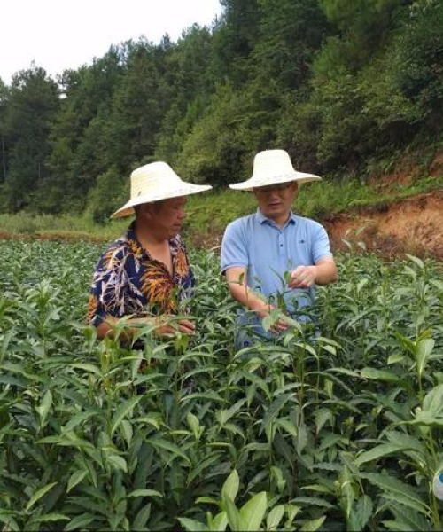 茶园保护秘籍，病虫害防治理，护航茶叶种植安全