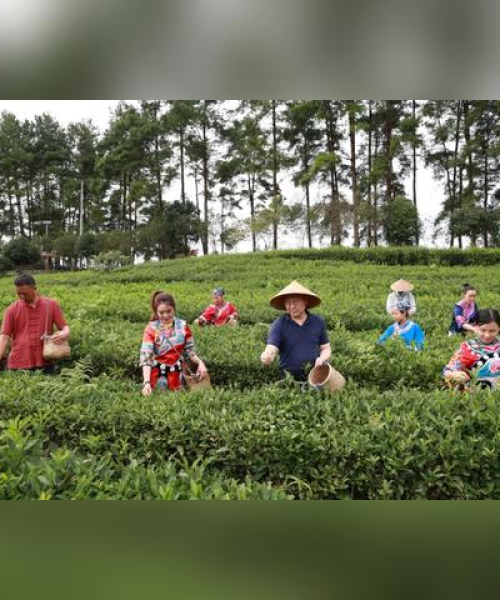 茶叶种植与环保协同，实现可持续发展之路