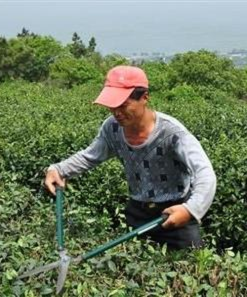 茶树修剪秘笈，提高茶叶产量与品质