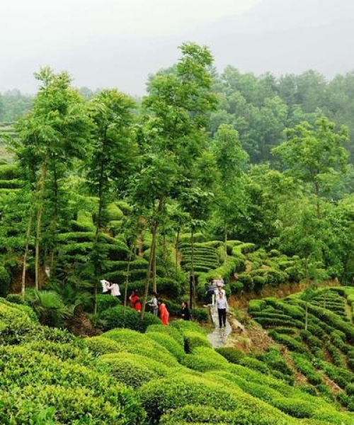 茶园土壤改良秘诀，提升茶叶种植质量