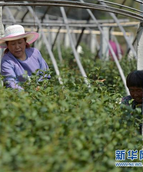 茶园生物多样性，自然和谐共生的茶叶种植之道