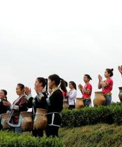 茶叶种植最佳采摘时机详解，如何确定采摘时间？