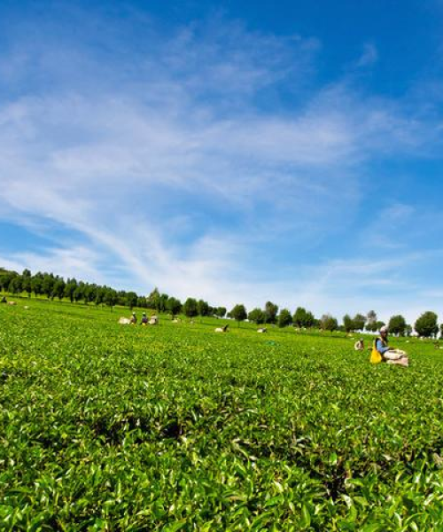 茶叶种植劳动力优化管理，提升茶园效率