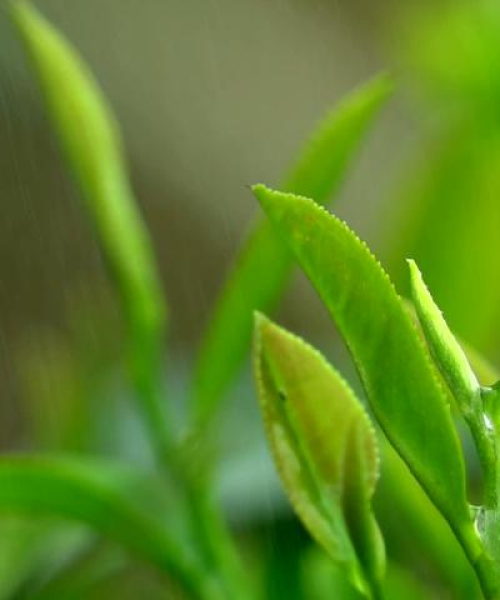 茶叶种植保险制度，降低自然灾害风险保障