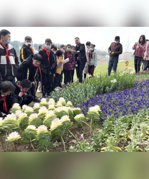 茶与养生，茶叶对心脏健康的守护作用